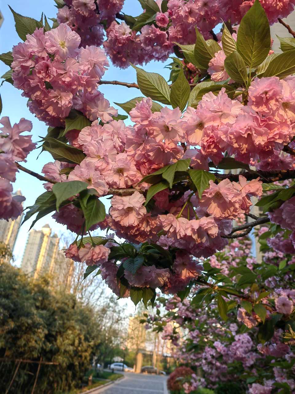 旭日樱花相映红🌸（图9）