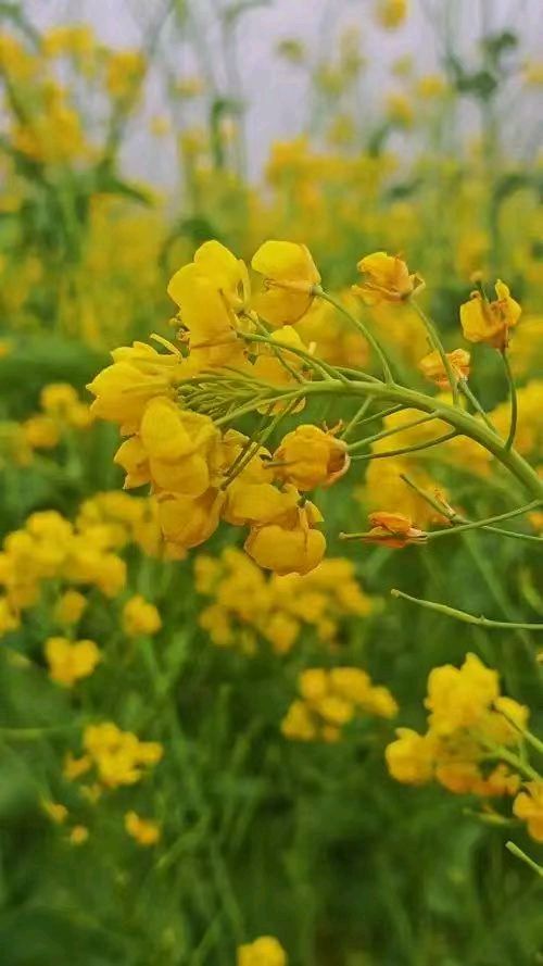 【五湖四海】文学社*油菜花放歌（词三首）戴建中（图5）