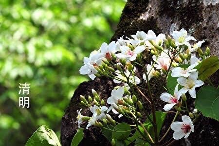清明节（图4）