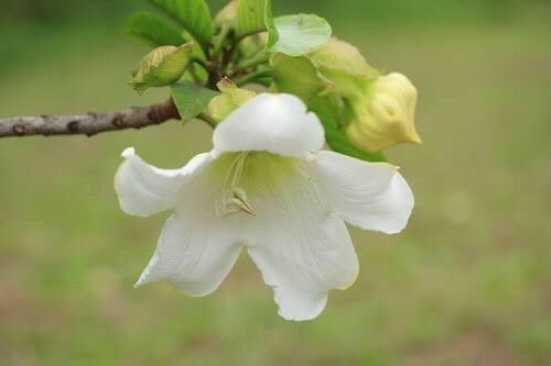 清明节（图5）