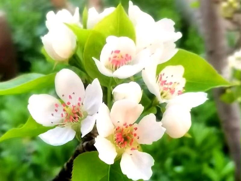 踏青赏花文/胡秋华（图5）