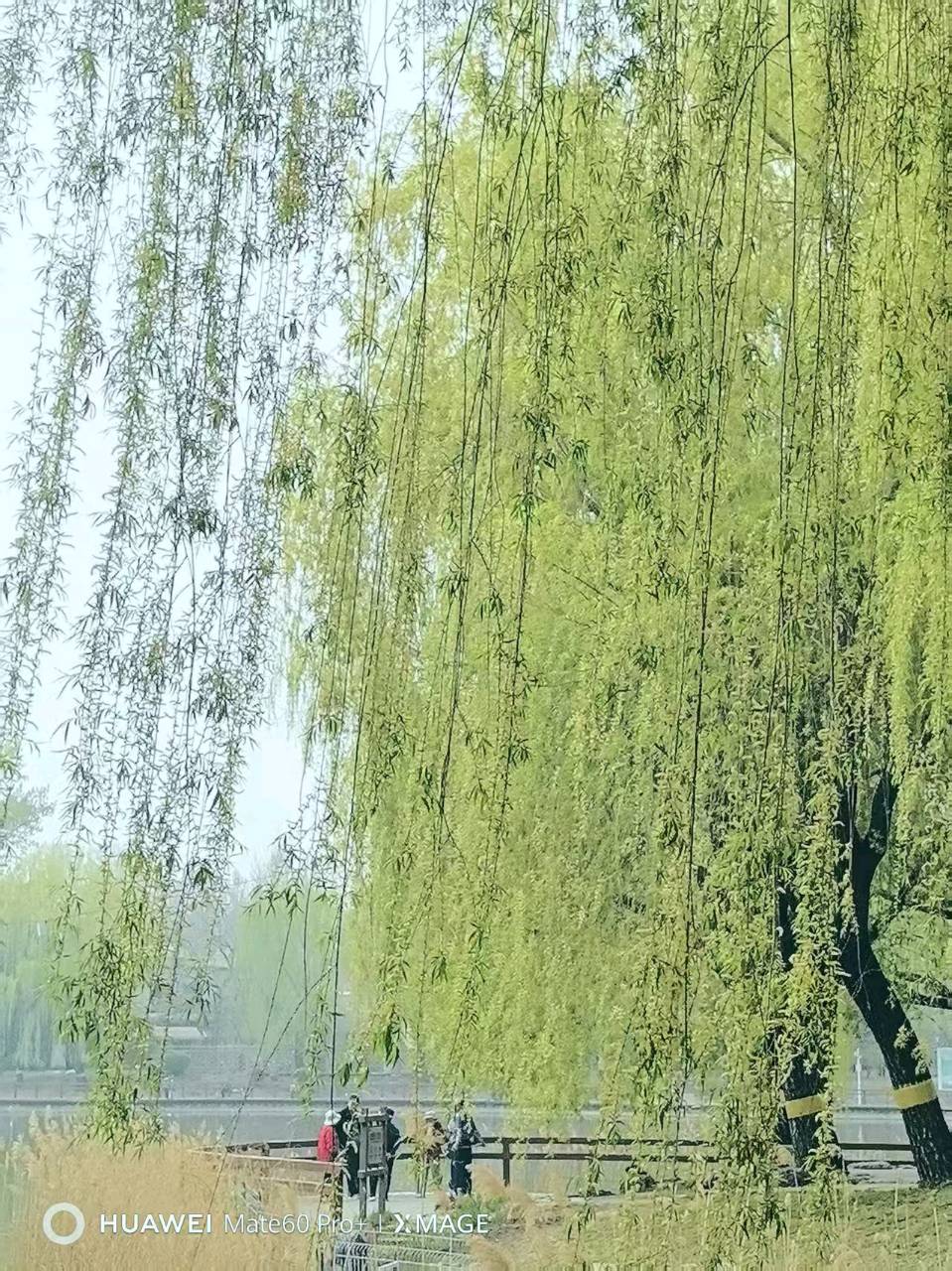 【都市头条向幸福出发编辑部】第15431期 翟珍清水竹词二首（图2）