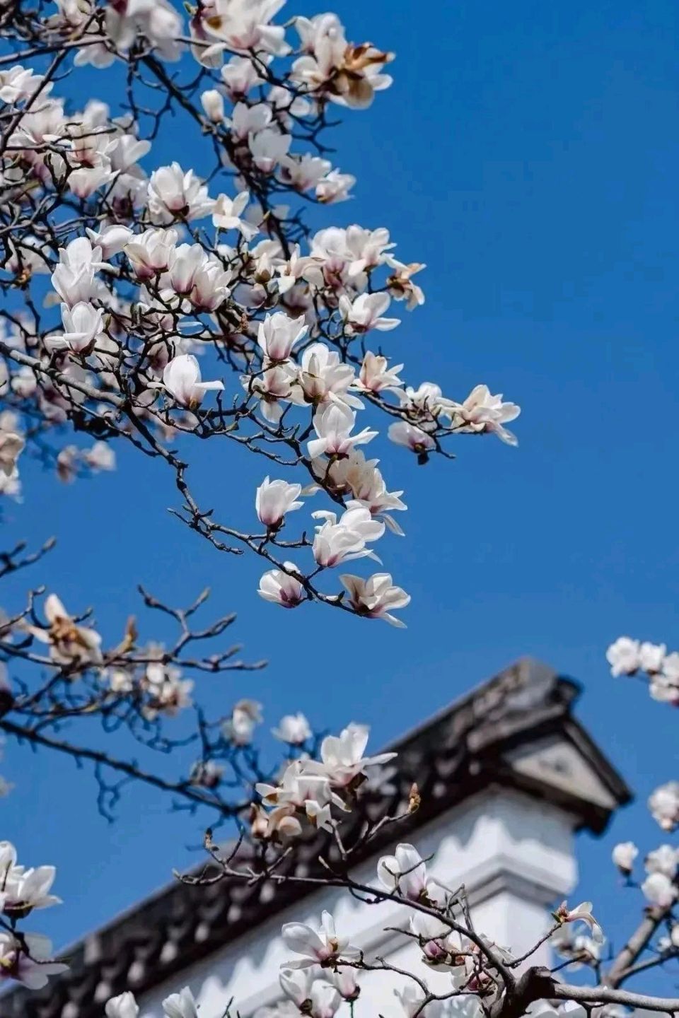 《九江文学社：北京头条》缅怀先烈，祭祖追思——丙午清明节专刊（图25）