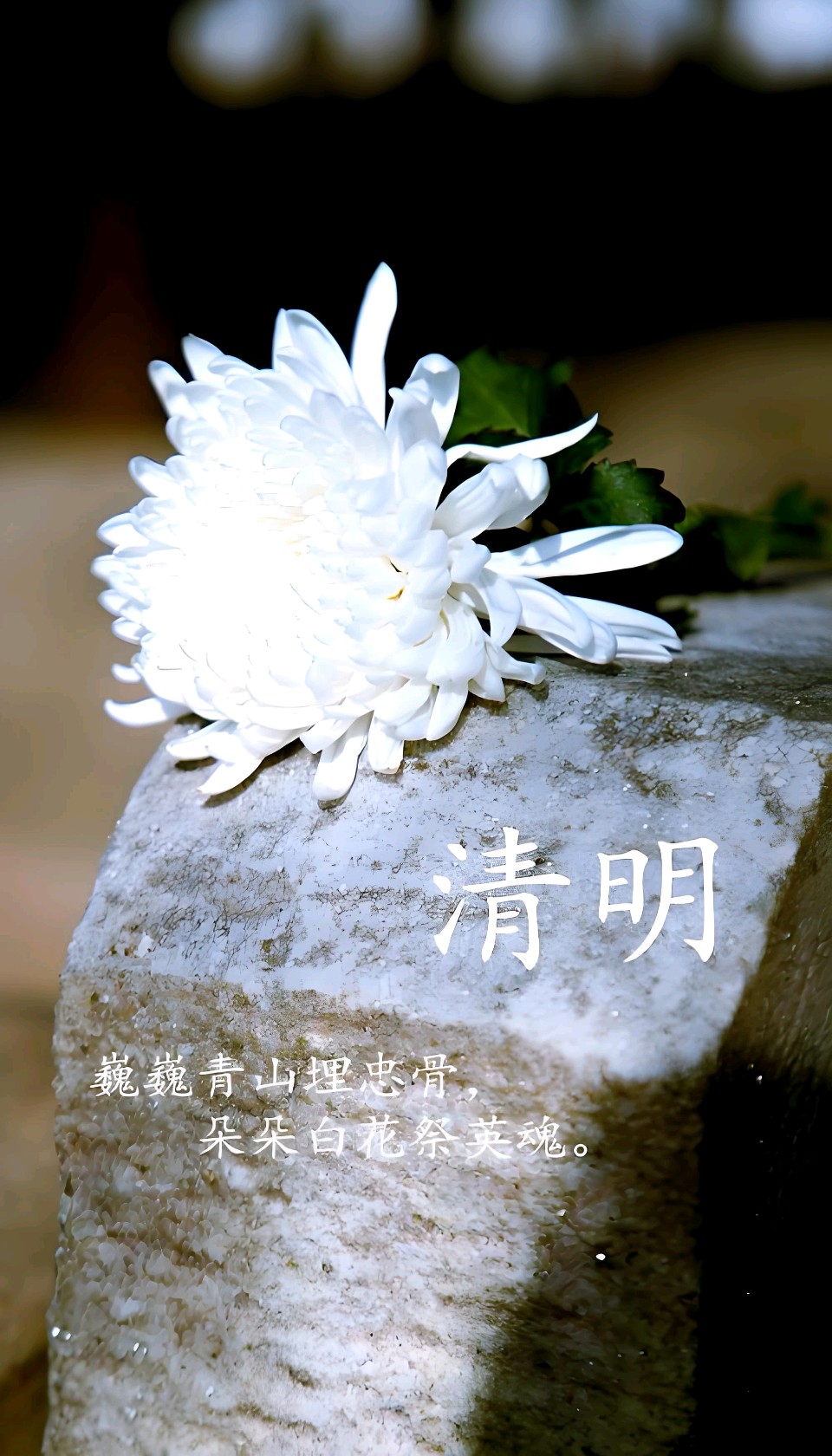聆听 ‖ 凤凰之歌朗诵《清明》作者/张光彩（图4）