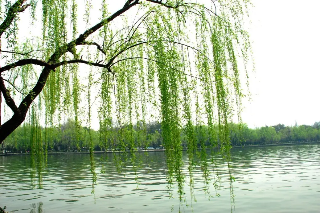 老鄂城王义文故事汇:1700多年前陶侃植柳,鄂州“官柳”由来