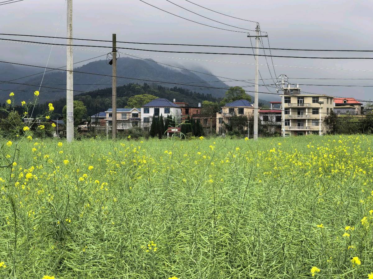 清明三题(图4)