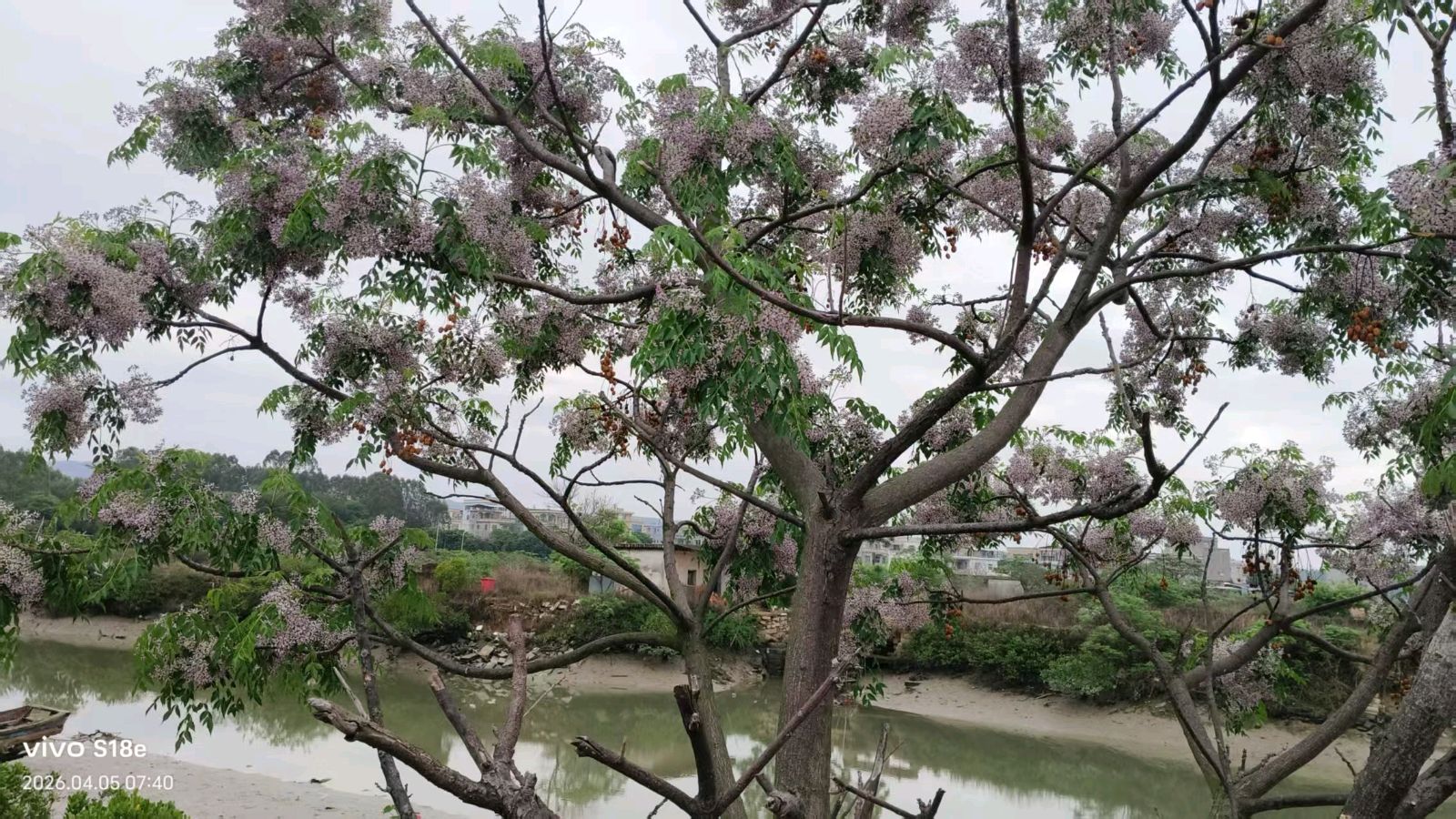 七律/苦楝花作者/沈汇丰（图2）