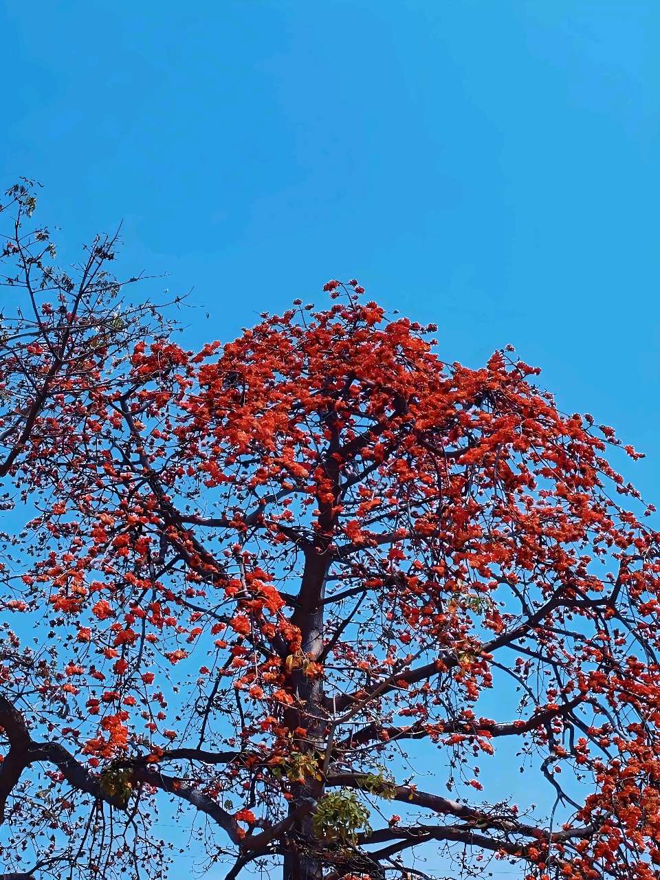 聆听 ‖ 蓝莓朗诵《木棉深情》作者/时光若蘭（图5）
