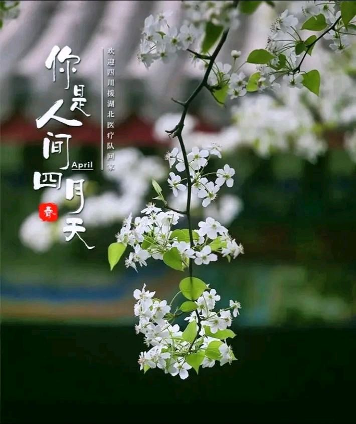 聆听 ‖ 凤凰之歌朗诵《春风里的金色诗行》作者/余炳全（图5）