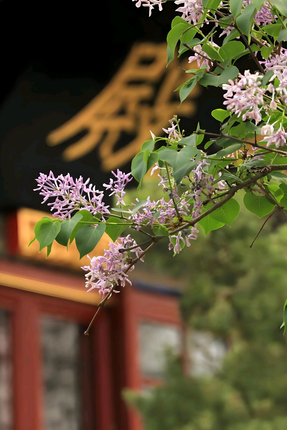 聆听 ‖ 清婉朗诵《致丁香姑娘》作者/王大生（图7）