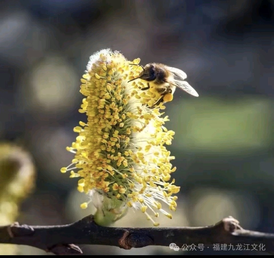 伫立以泣 燕燕于飞/梧闽（图4）