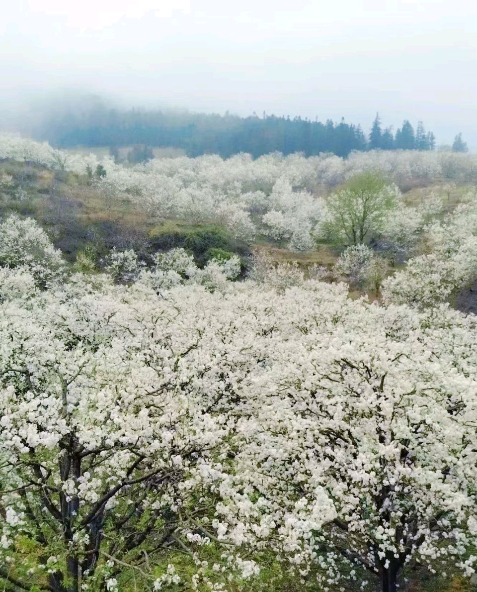 七绝三首《七绝.梨树赞》《七绝·梨蕊赞》《七绝·梨花赞》文/李玉桥/主播：常想一二（图5）