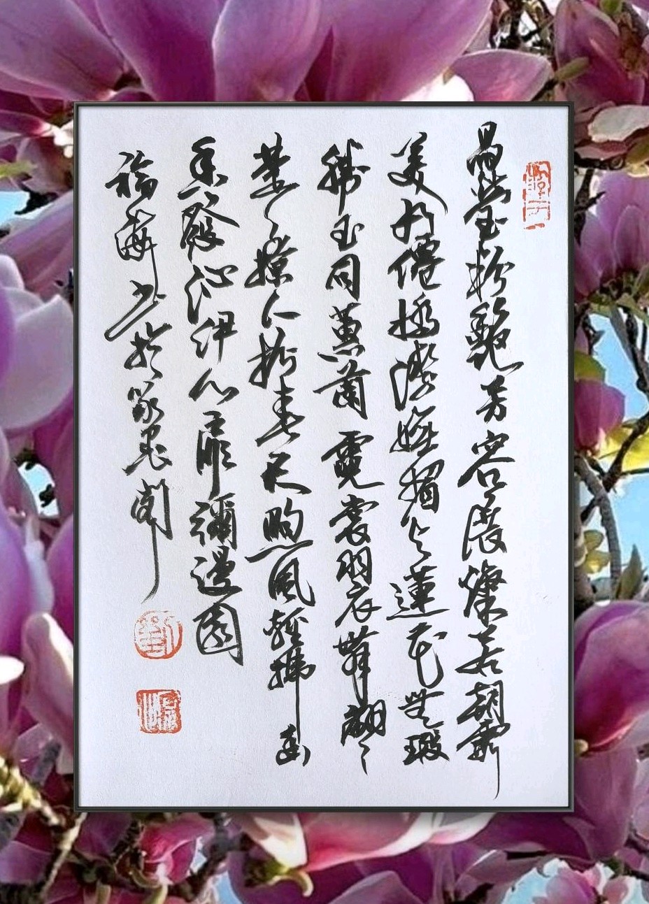 玉兰花开香满园