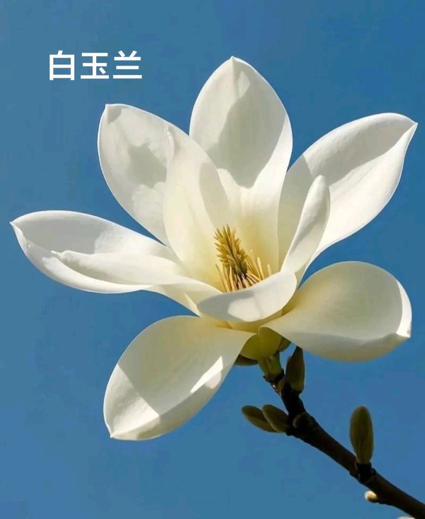 雾凇（外一首）李耀文（辽宁）（图16）
