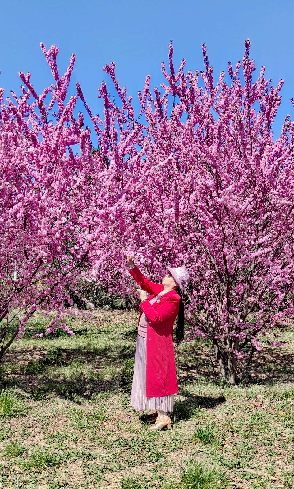 青玉案-春风骀荡花千树～紫色梦幻（河北）（图28）