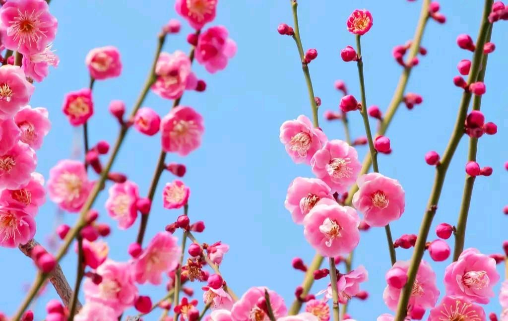 《惜琼花：踏青》词/王新民——内蒙古