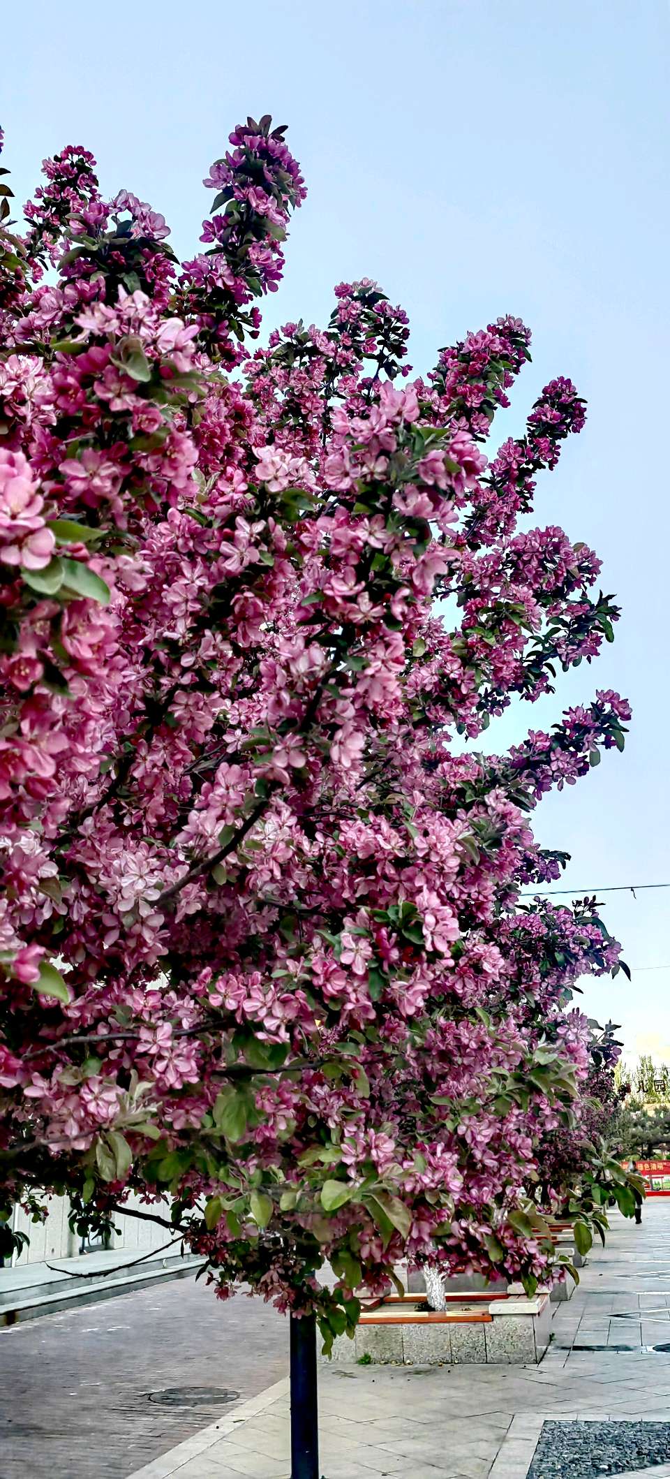 青玉案-春风骀荡花千树～紫色梦幻（河北）（图18）