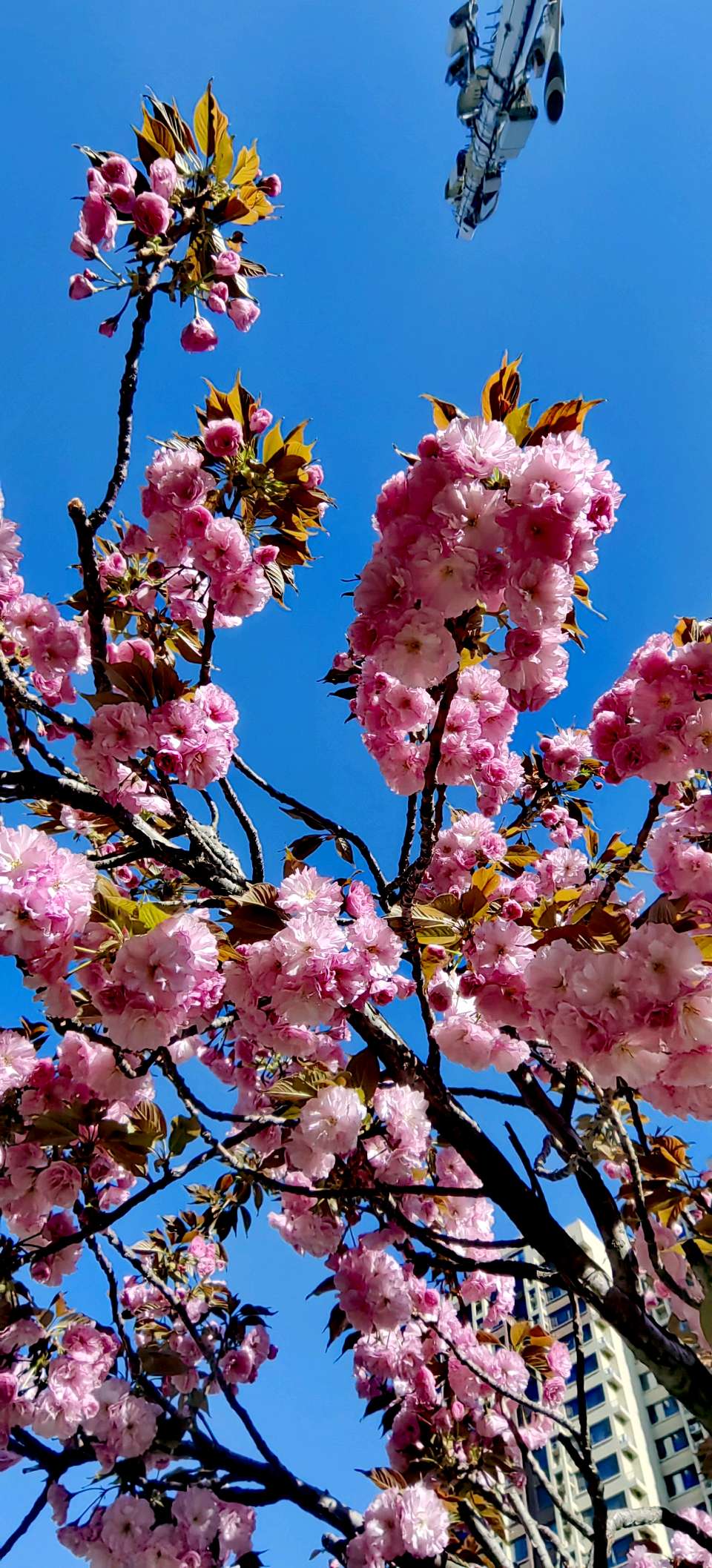 青玉案-春风骀荡花千树～紫色梦幻（河北）（图21）