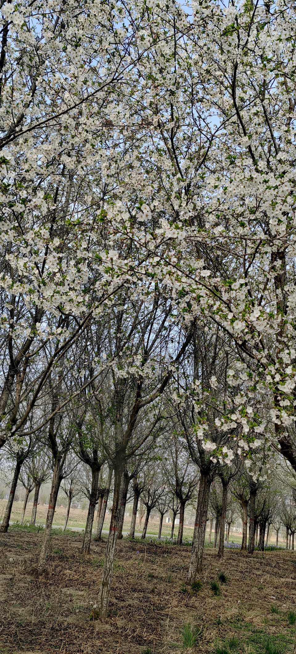 青玉案-春风骀荡花千树～紫色梦幻（河北）（图22）