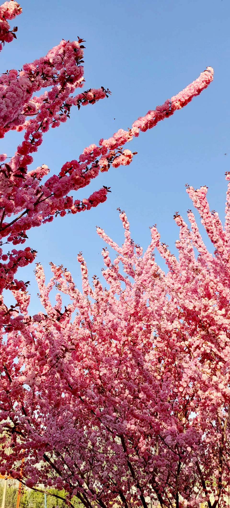 青玉案-春风骀荡花千树～紫色梦幻（河北）（图17）