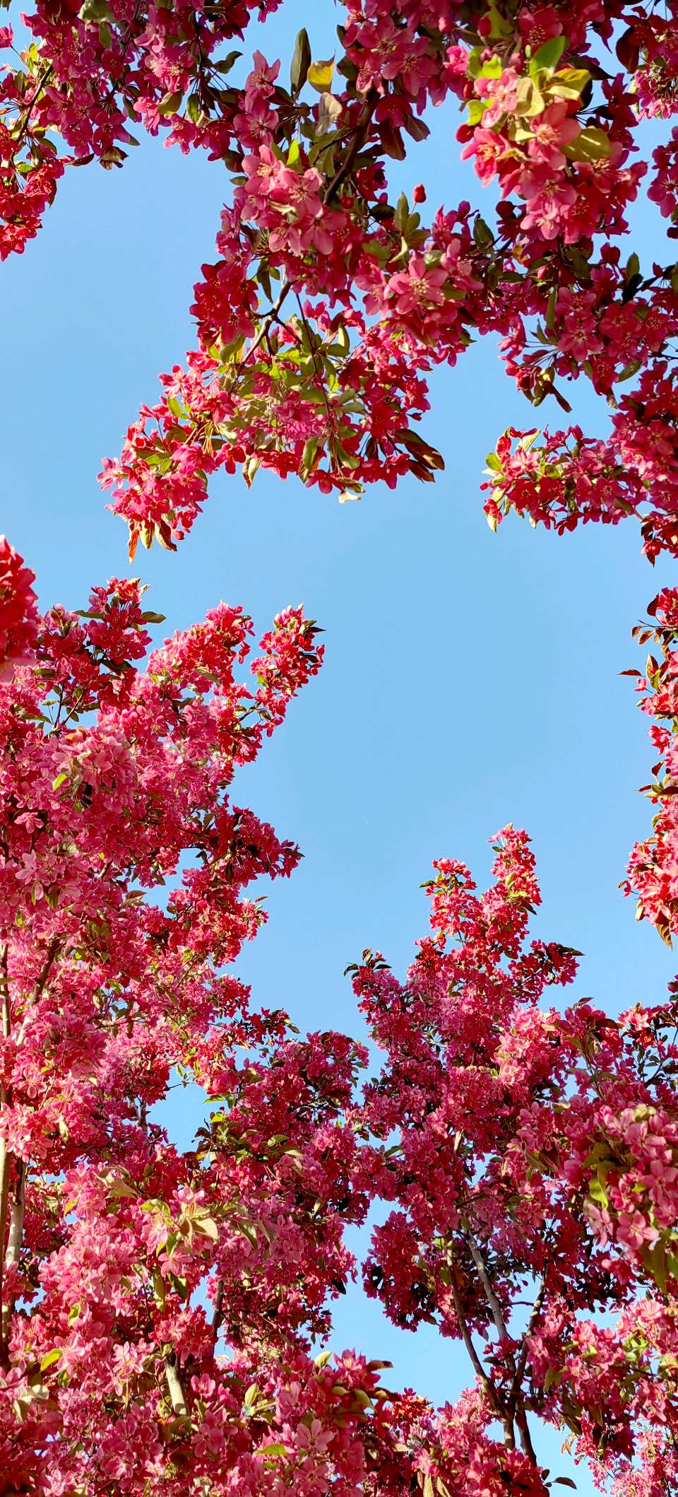 青玉案-春风骀荡花千树～紫色梦幻（河北）（图20）