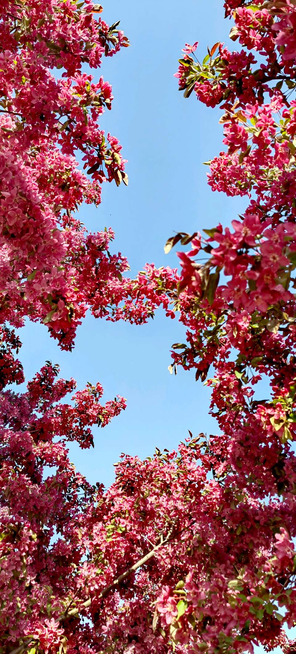 青玉案-春风骀荡花千树～紫色梦幻（河北）（图19）