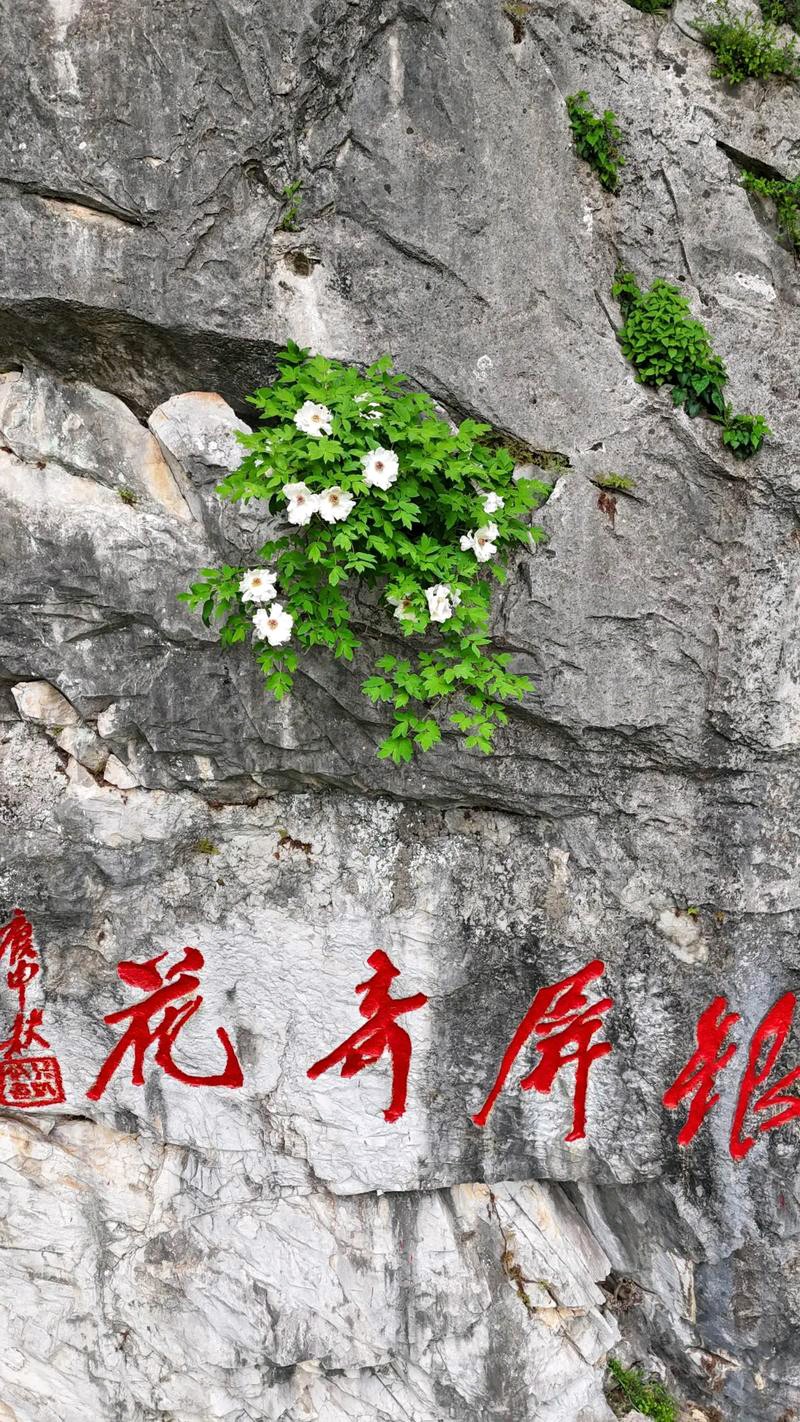 七律·咏巢湖银屏牡丹 作者:李先锐（图4）