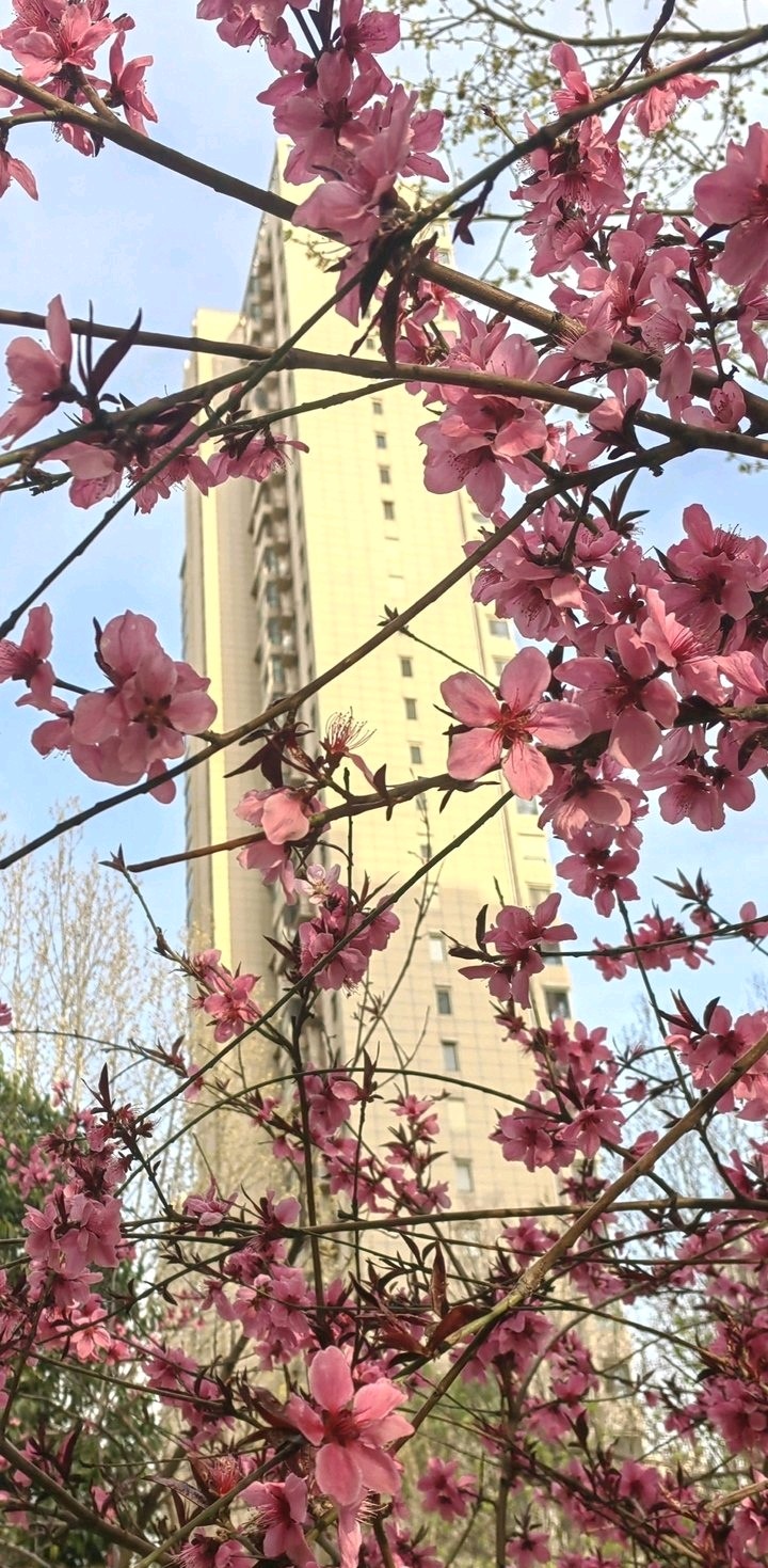如梦令. 桃花吟🌸（图2）