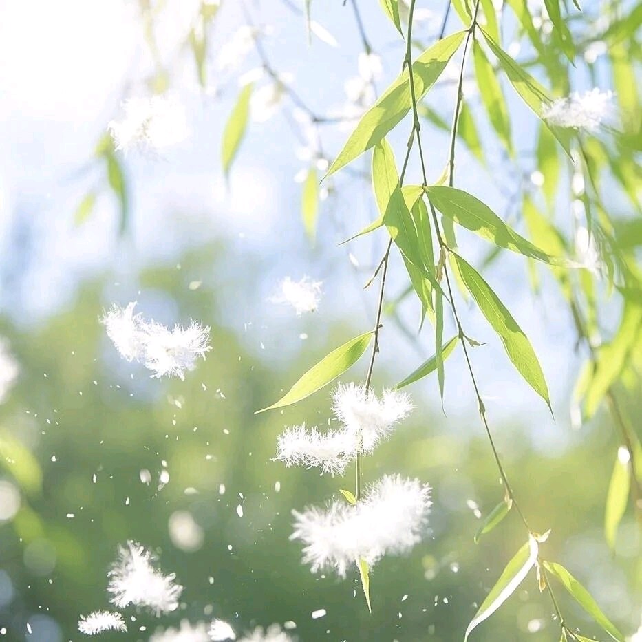 刘晁林《柳絮》（图3）