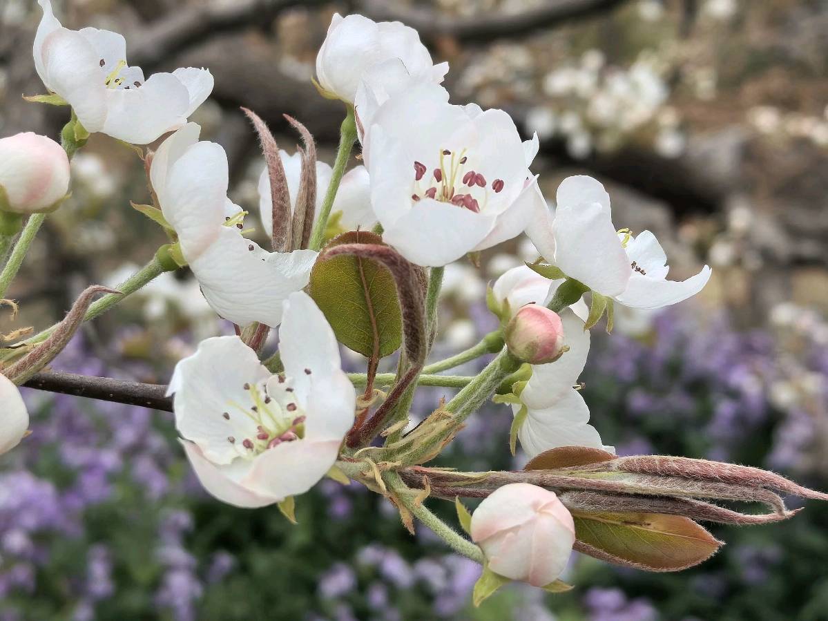 《梨花》文/胡秋华（图4）