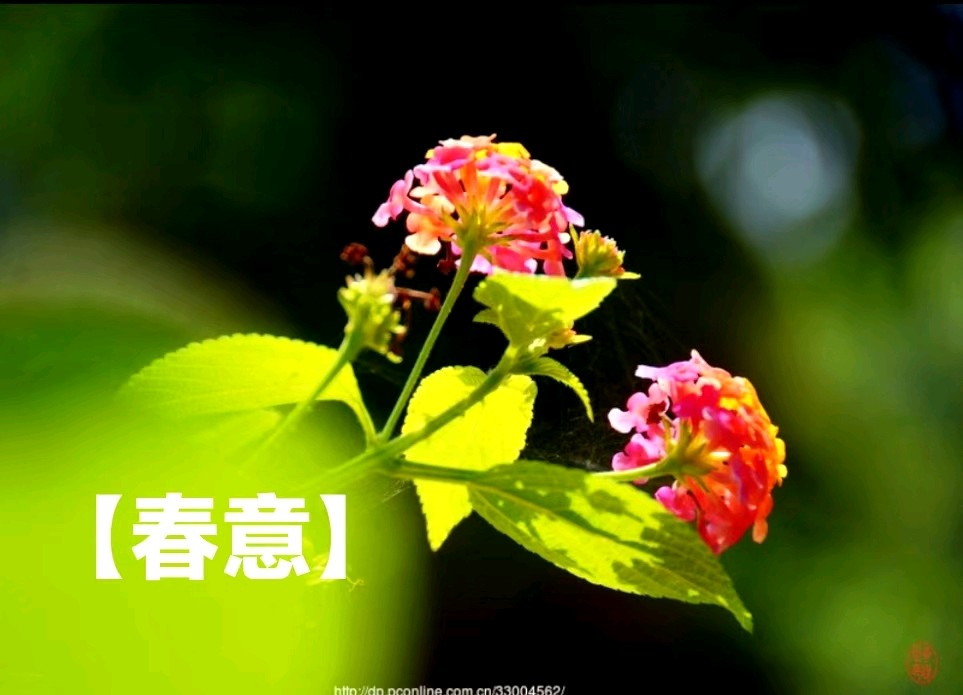 组诗十首·春景花赋/作者：平安是福（张福安）（图4）
