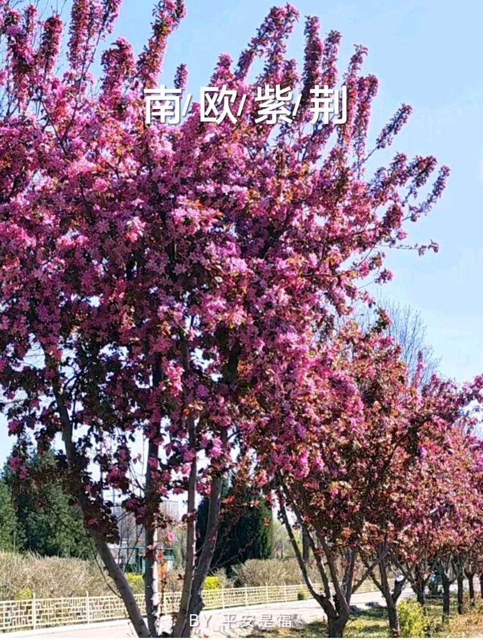 组诗十首·春景花赋/作者：平安是福（张福安）（图10）