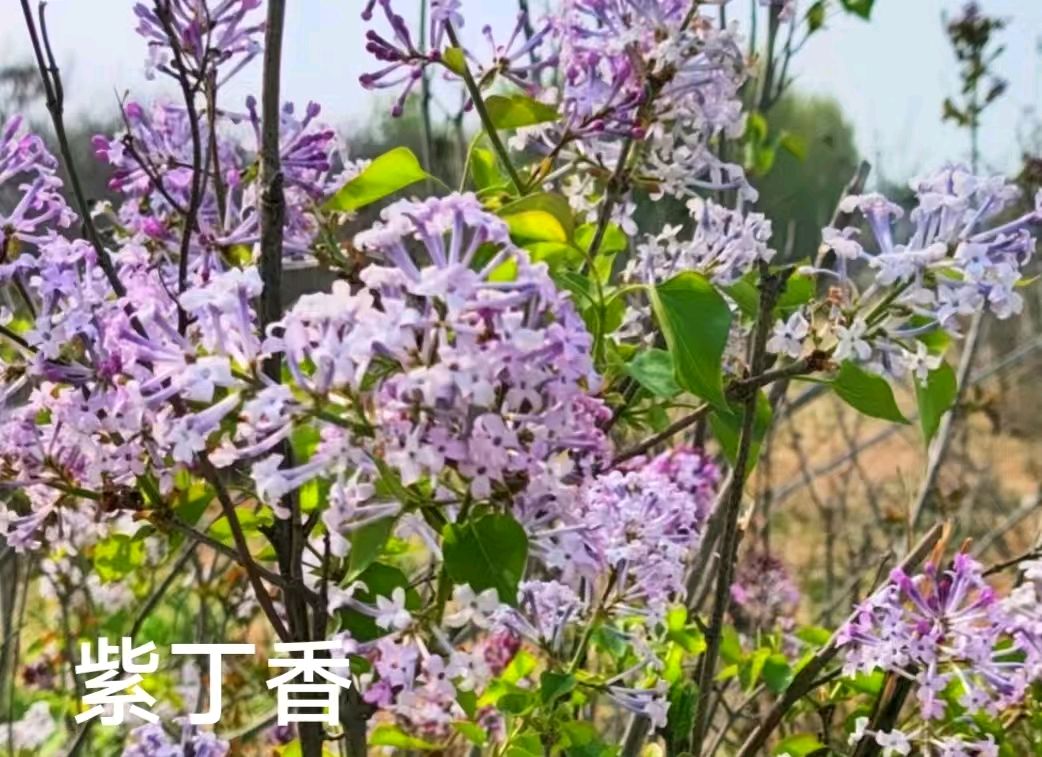 组诗十首·春景花赋/作者：平安是福（张福安）（图11）