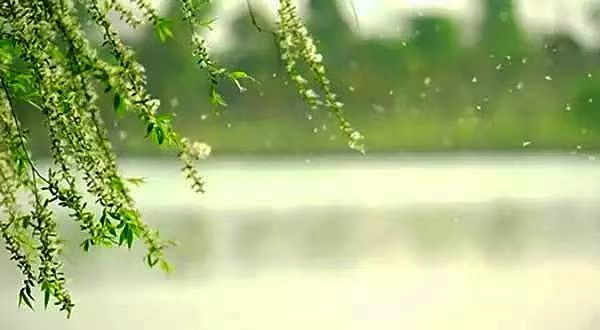 组诗十首·春景花赋/作者：平安是福（张福安）（图13）