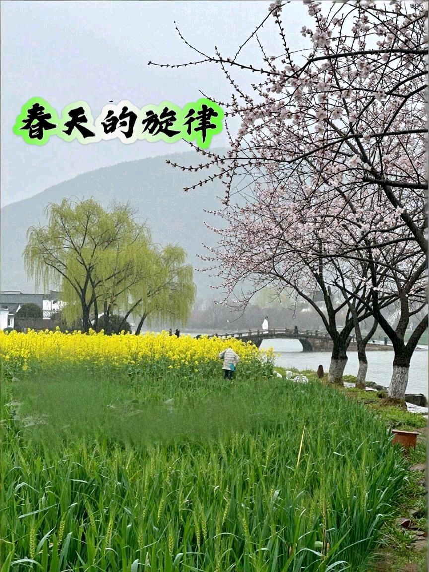 【隆重推出】《春天的旋律》作者 任学路 ‖ 主播 蓝莓（图3）