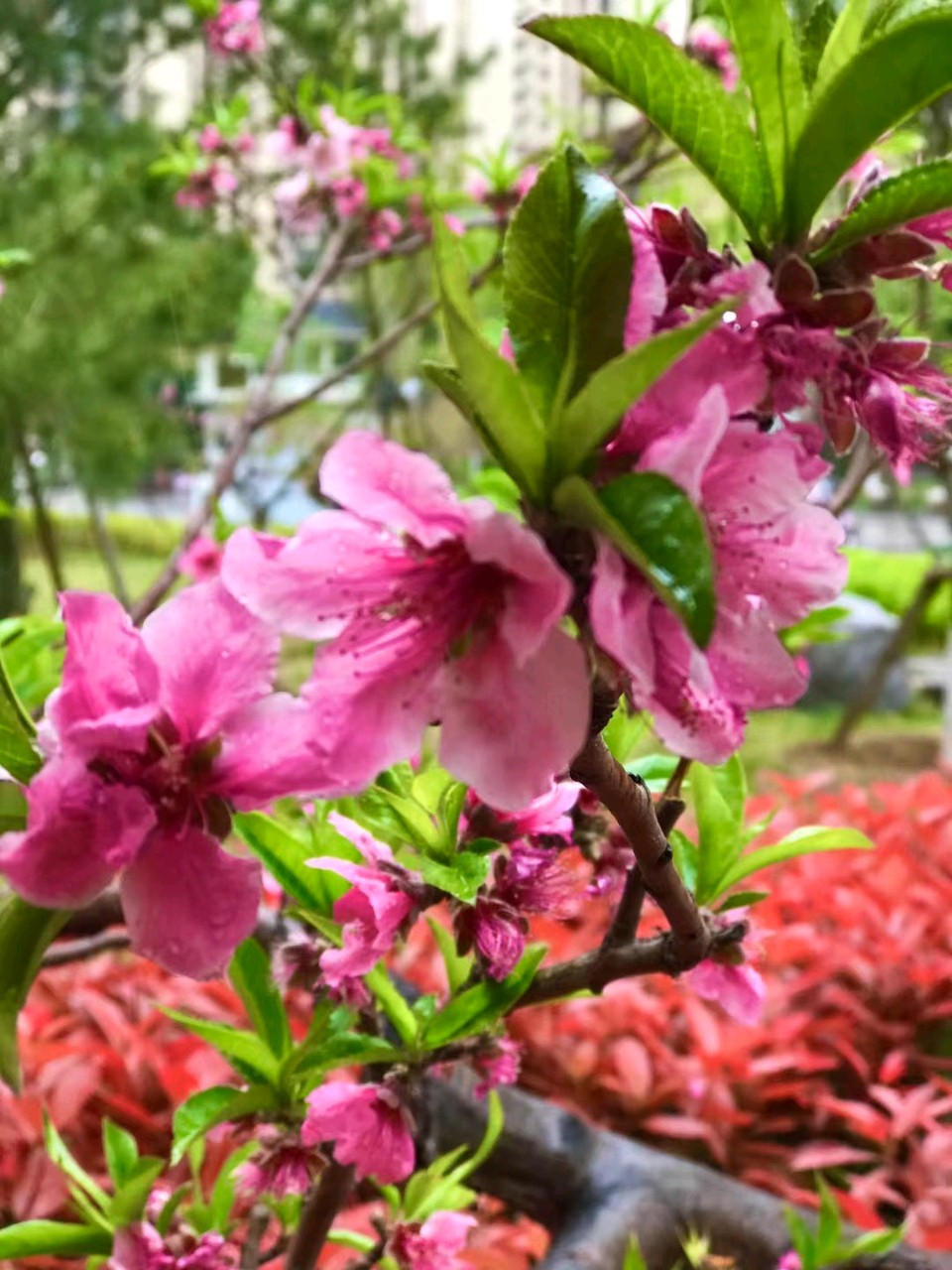 家园桃花雨🌧（图4）