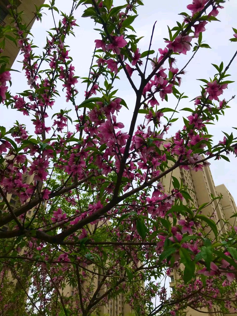 家园桃花雨🌧（图9）