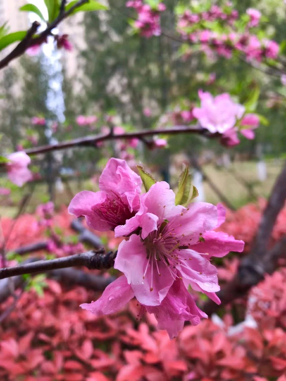 家园桃花雨🌧（图3）