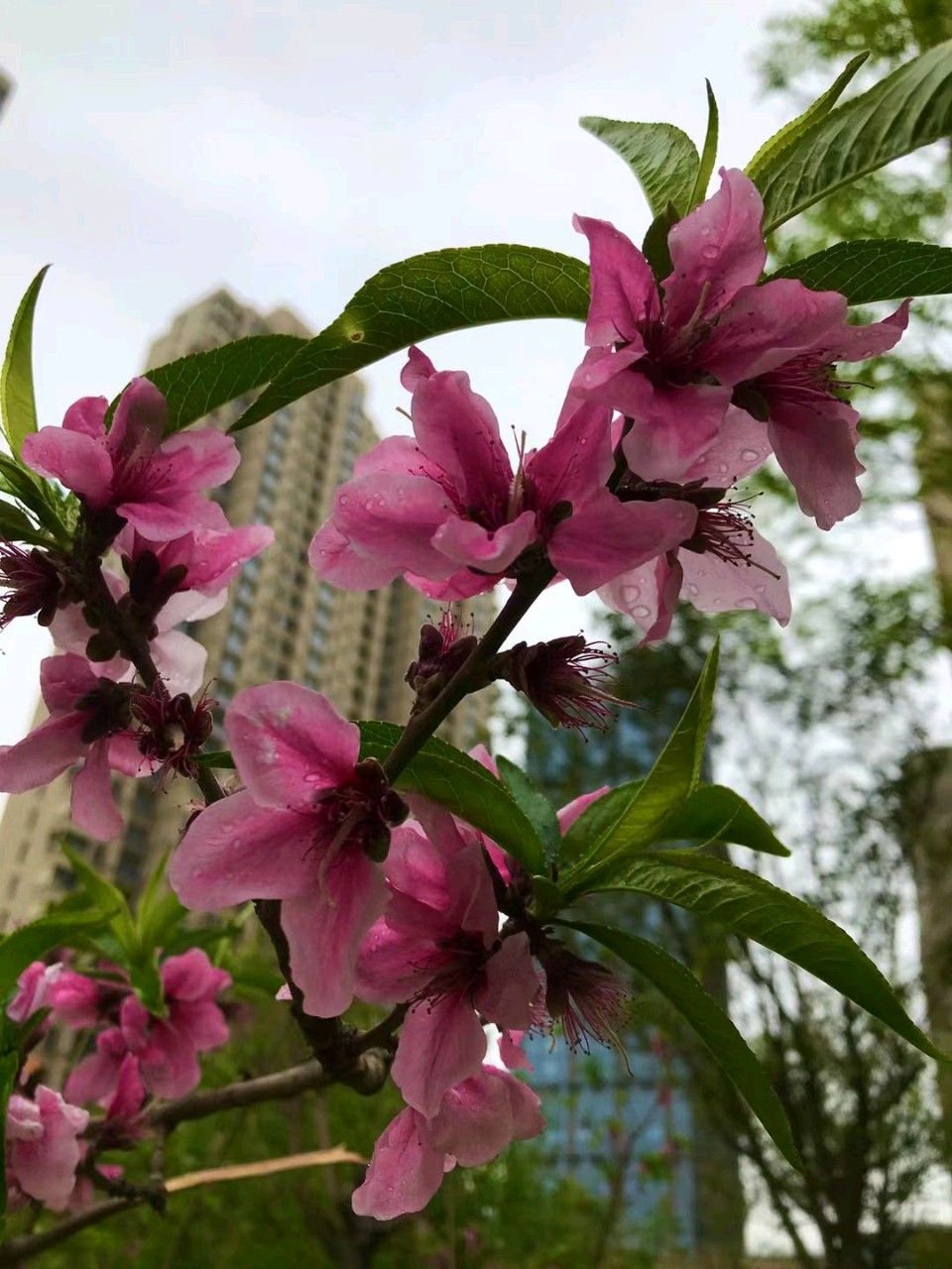 家园桃花雨🌧（图6）
