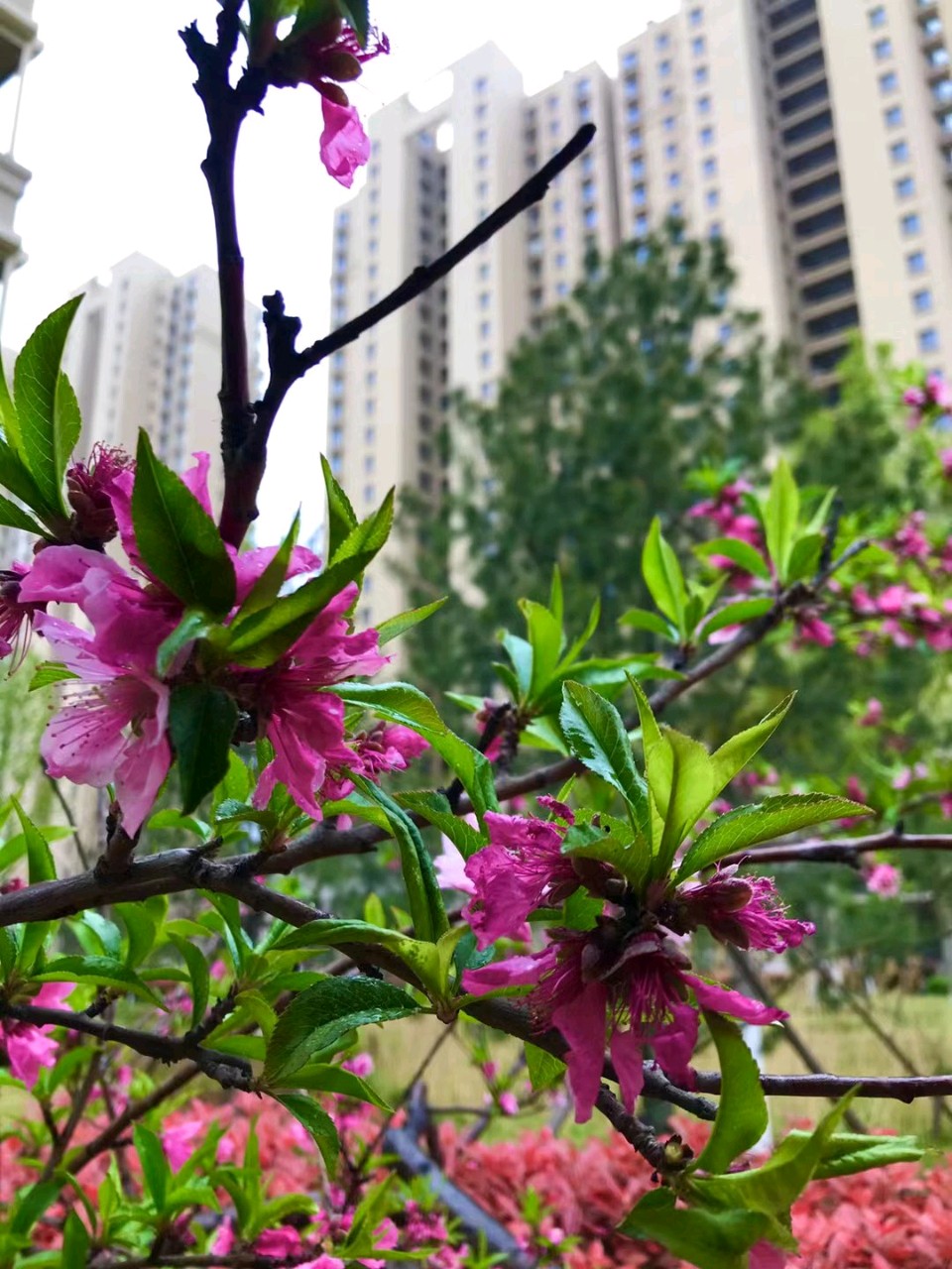 家园桃花雨🌧（图5）