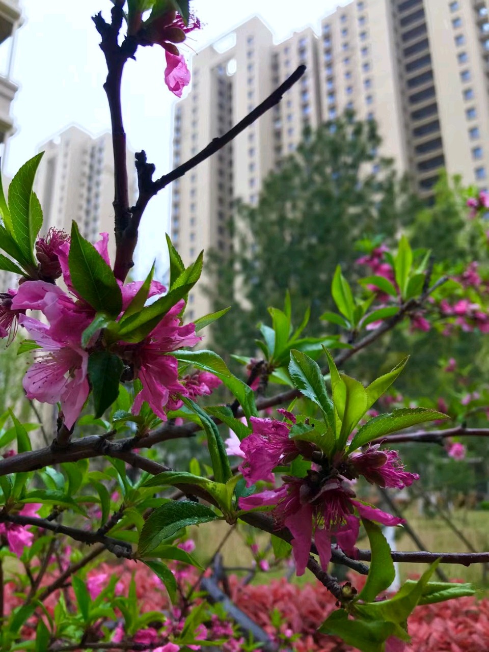 家园桃花雨🌧（图7）