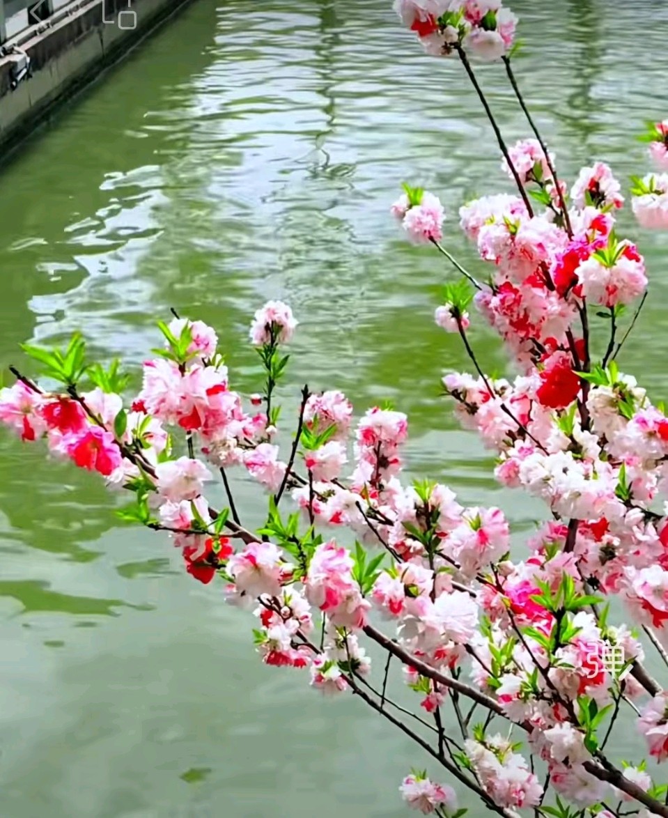 【荣耀中国】文学社*七律 桃花闹春江（中华通韵押熬韵 平水韵押萧韵）作者王天波（图4）