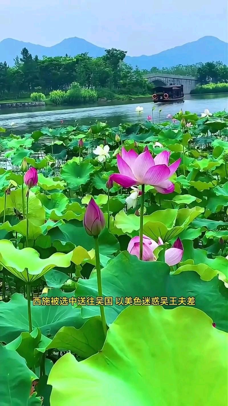 入律古风-咏西施～马文智（河北）（图17）