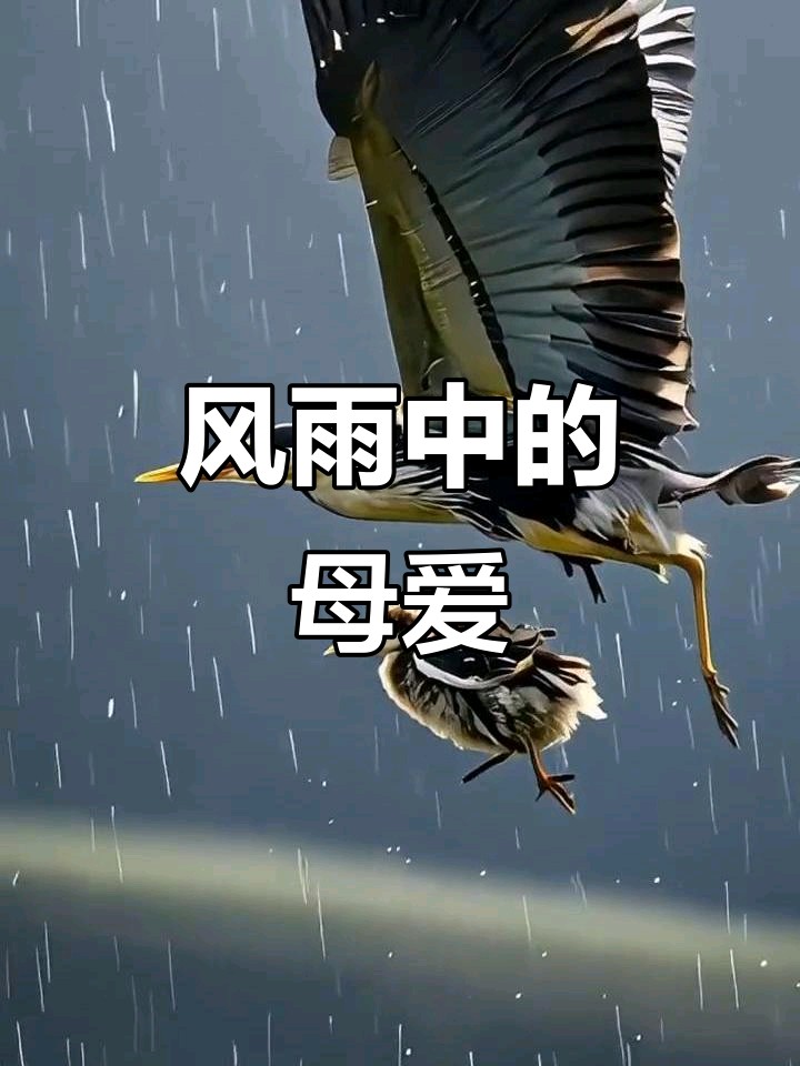 【五月的鲜花诗社】诗人&朗诵者刘文志诗歌作品《母亲的雪花》 编辑制作刘林丽（图2）