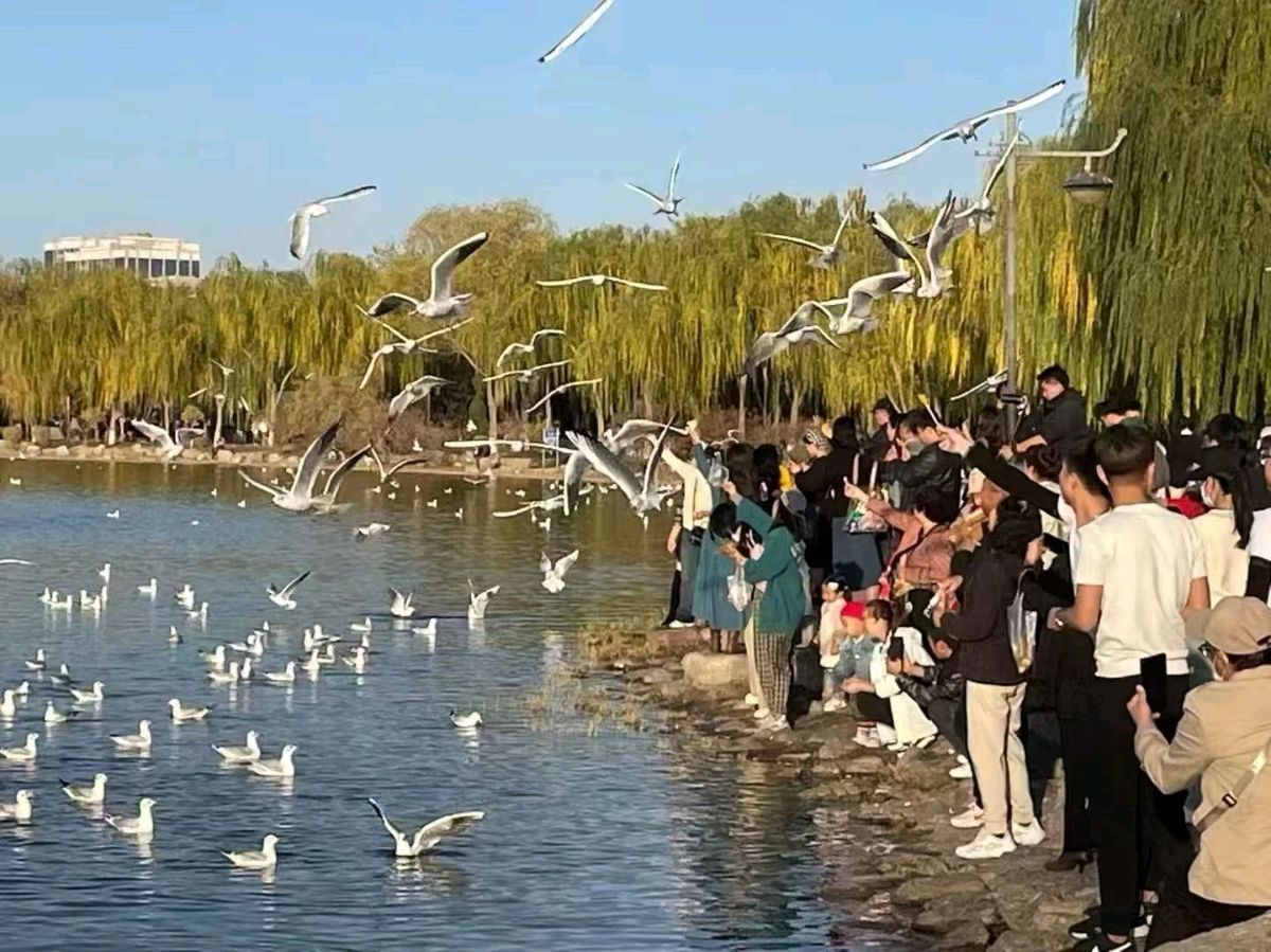 《九江文学社：北京头条》现代诗歌欣赏：红嘴鸥的表白（外一首）文/梅宁生