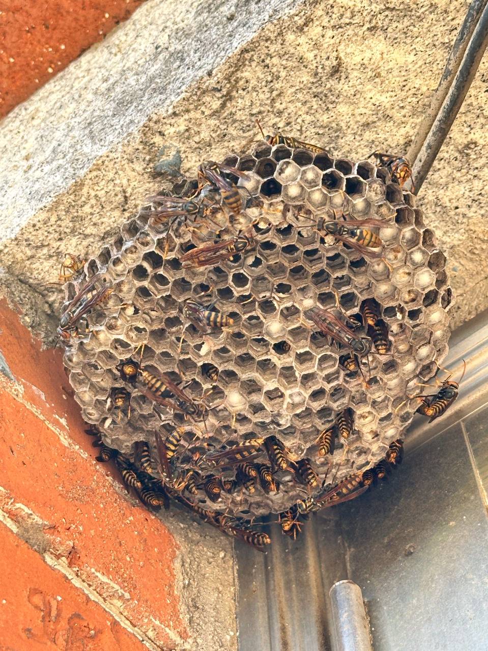 量子诗歌•文同文化社“名篇•名家•名推”系列之苦咖啡老师的《马蜂窝》（图10）
