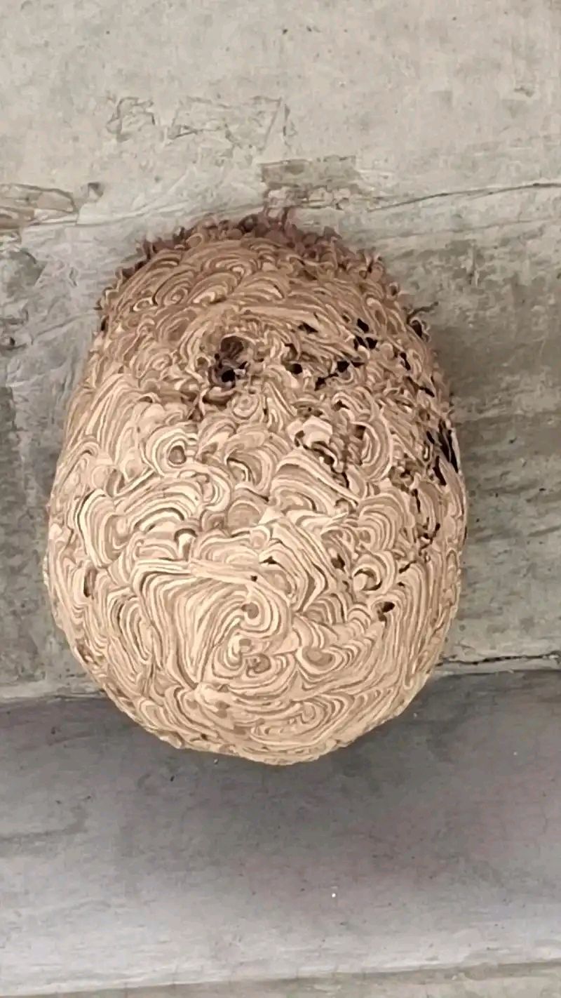 量子诗歌•文同文化社“名篇•名家•名推”系列之苦咖啡老师的《马蜂窝》（图15）