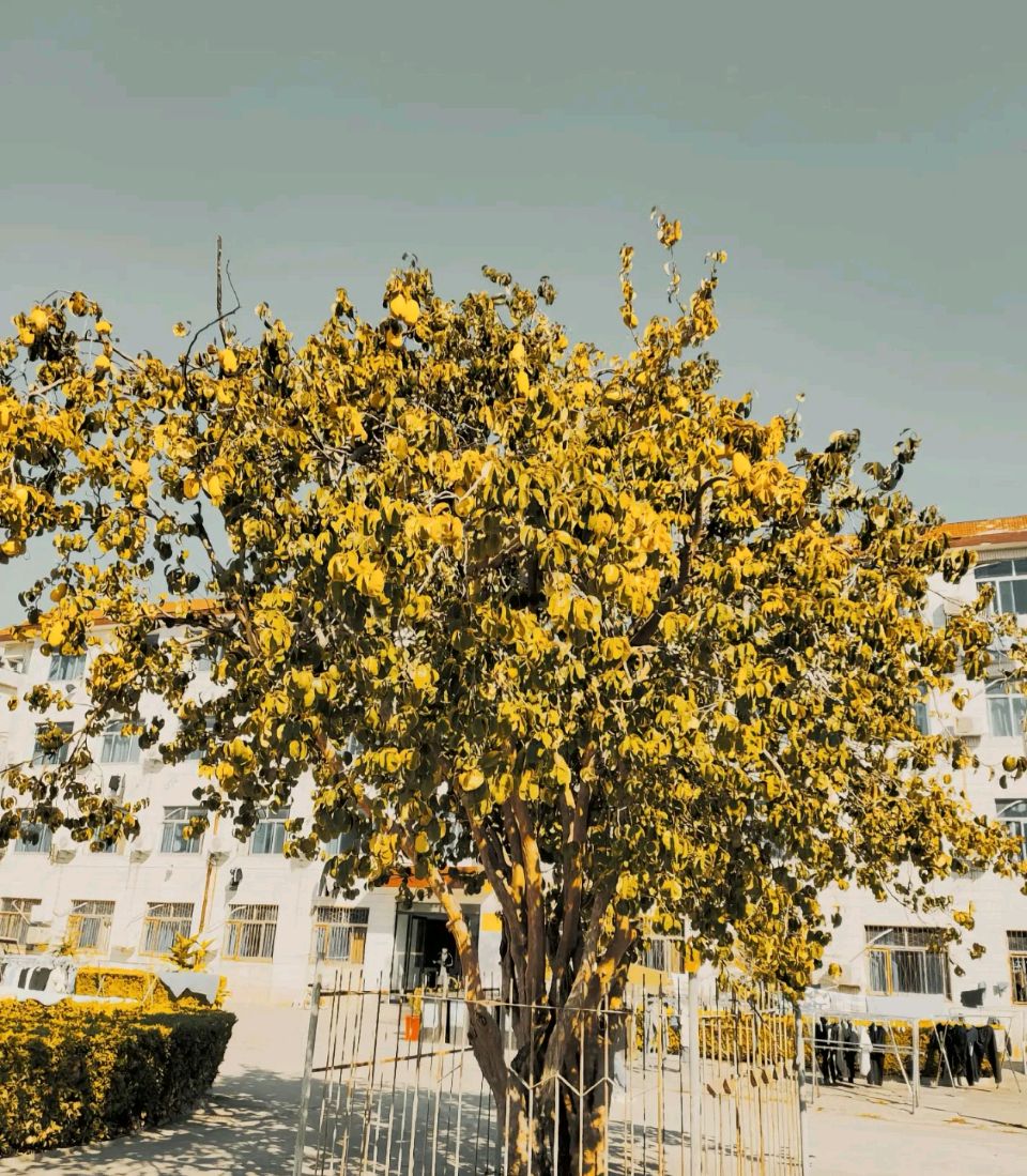 商丘师院赋(图4)