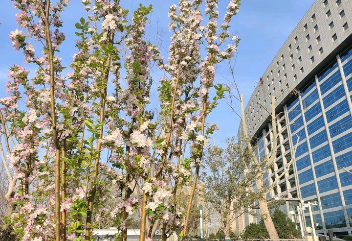 海棠笑春风🌸（图4）