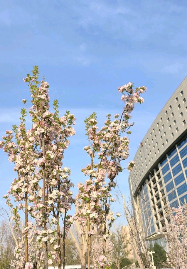 海棠笑春风🌸（图6）